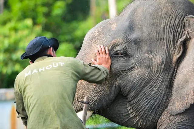 gajah sumatra (Elephas maximus sumatranus) di Pusat Informasi Konservasi Gajah BKSDA Jambi, Bentang Alam Bukit Tigapuluh, Muara Sekalo, Tebo, Jambi, 