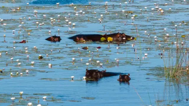 The Okavango Delta is a World Heritage Site, and a haven for wildlife
