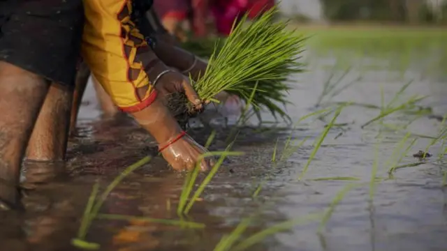 प्रातिनिधिक फोटो