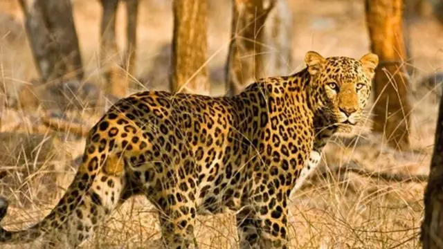 చిరుత పులి