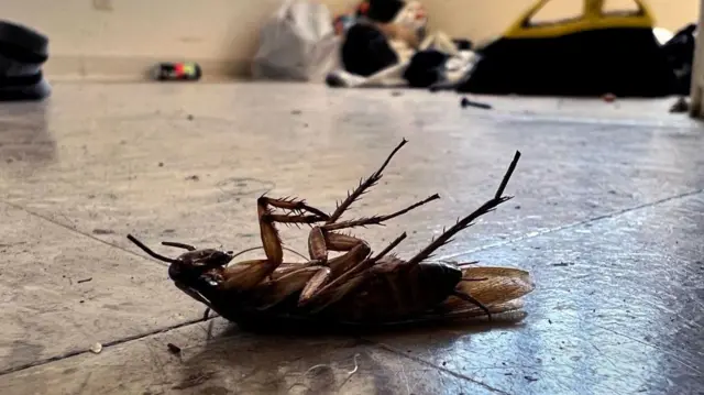 एक खाली घर के फ़र्श पर उल्टा पड़ा कॉकरोज, संभवतः मरा हुआ