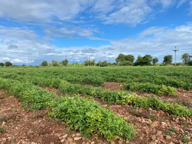 ગુજરાતમાં ખેતી, પાકના ઢોરનો ત્રાસ, ખેતી, ઑર્ગેનિક ખેતી, સુરેન્દ્રનગર, બીબીસી ગુજરાતી, કથળીનું વાવેતર