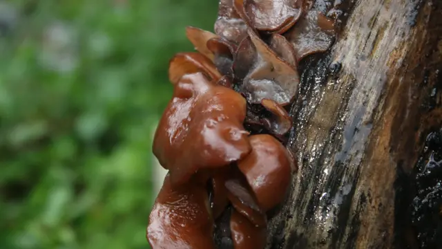 બિલાડીના ટોપ શું હોય છે?