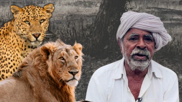 సింహాలు, మనుషులు