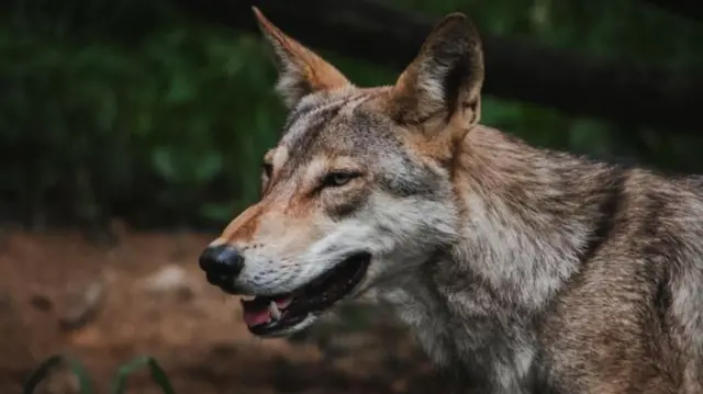 जुलै महिन्यापासून आतापर्यंत लांडग्यांनी सहा लोकांचा जीव घेतला आहे.
