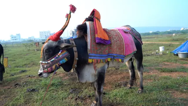 గంగిరెద్దు