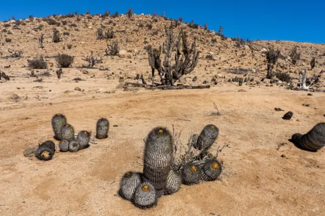 Cactus Copiapoa cinerea y Eulychnia iquiquensis en el Parque Nacional Pan de Azúcar en el desierto de Atacama, Chile