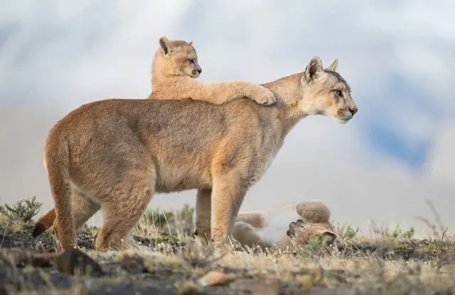 ‘ከምዚ’ውን ለውጢ ይህሉ’ዶ?’ 