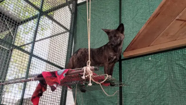 O híbrido no hospital veterinário da UFRGS