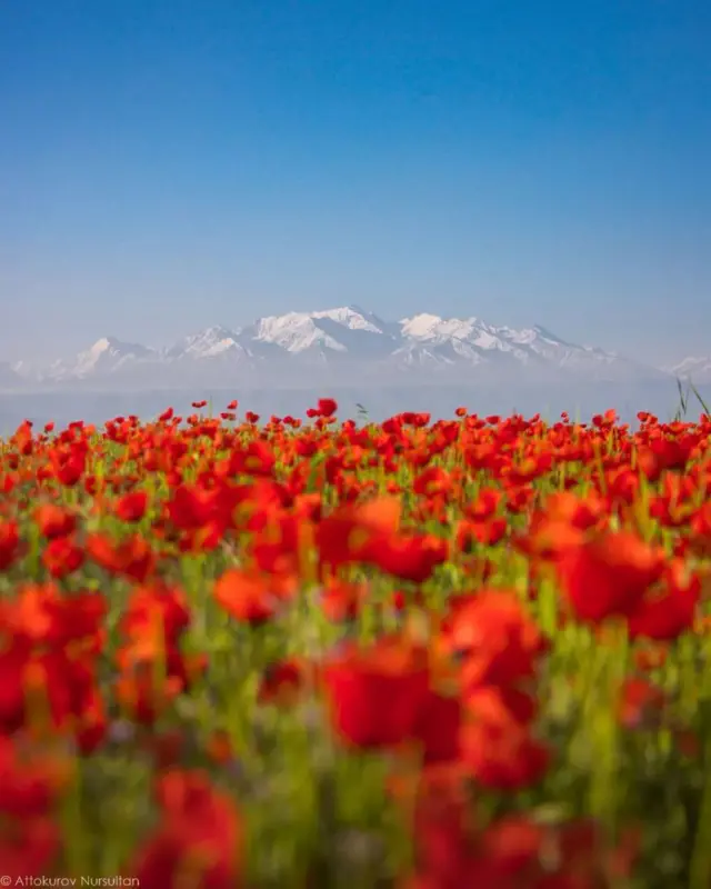 Кызгалдак...