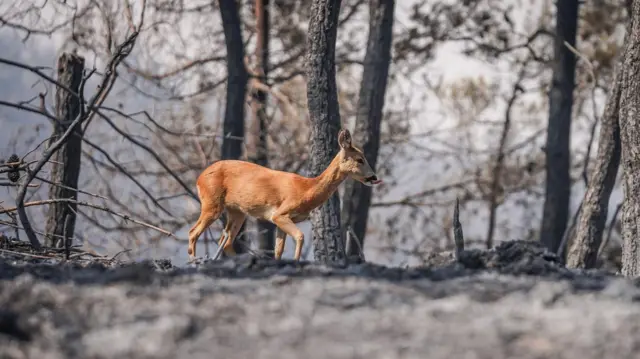 په ترکیه کې، د ۲۰۲۵م کال د اګست په ۱۷مه نېټه په چناق قلعه کې د اور وژنې عملیاتو په دویمه ورځ، يو رو هوسۍ (Roe Deer) د سوځېدلو ونو تر منځ منډې وهلې، په داسې حال کې چې د اور وژنې او د ترکيې د ځنګلونو عمومي مديريت ټيمونو خپلو هڅو ته دوام ورکاوه چې د جېلي بولو (Gelibolu) په ځنګلي سيمه کې پيل شوی