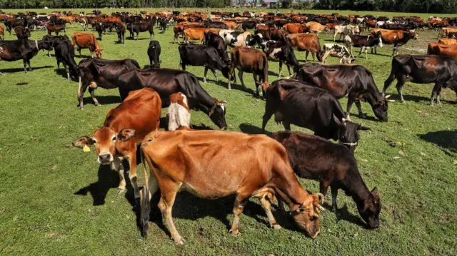 प्रातिनिधिक फोटो