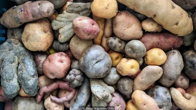 আলুর অন্তত পাঁচ হাজার প্রজাতি রয়েছে।