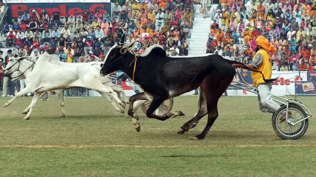 ఎద్దుల రేసు