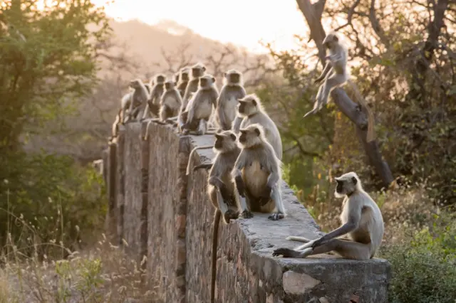 દહેગામ વાંદરાઓનો આતંક