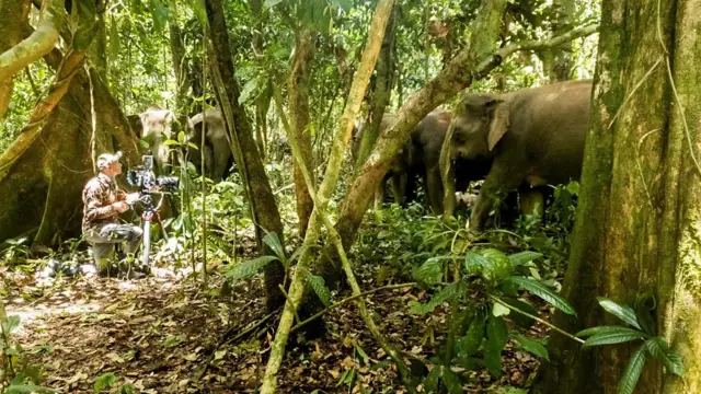 숲 코끼리 네 마리를 가까이서 촬영 중인 카메라맨