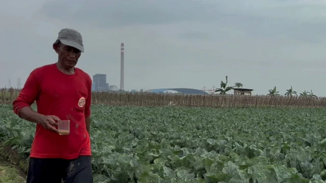 indramayu, pesisir, pertanian, swasembada pangan, pantura