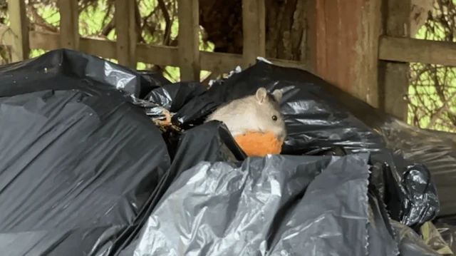 یک موش در میان زباله‌ها