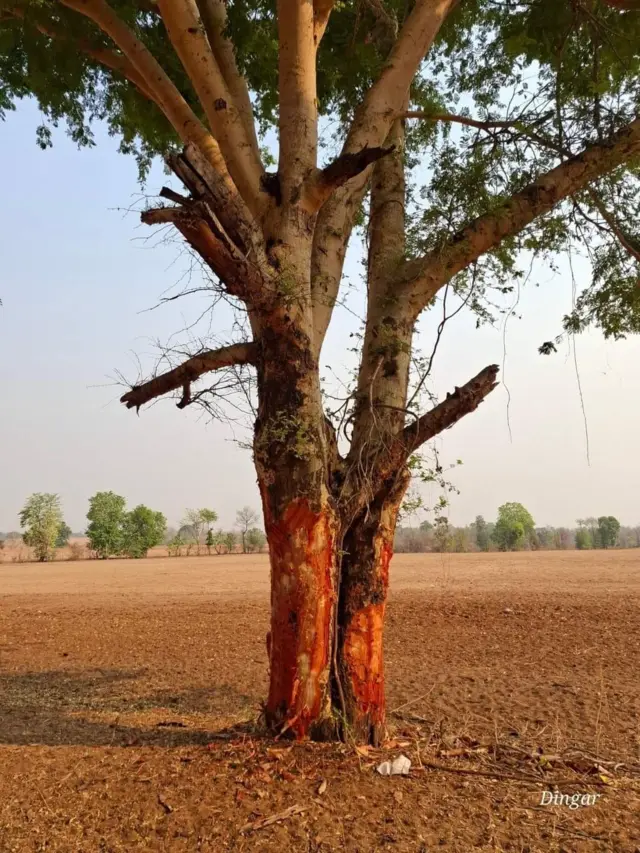 အခေါက်ခွာခံထားရတဲ့ ထနောင်းပင်