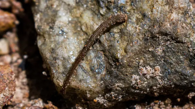 அட்டைகள் நம் ரத்தத்தை குடிக்கும்போது வலியே தெரியாதது ஏன்?