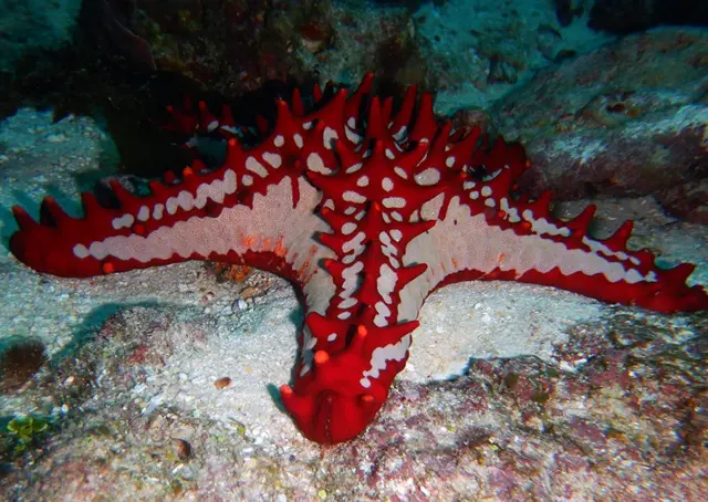 आंग्रिया बँक