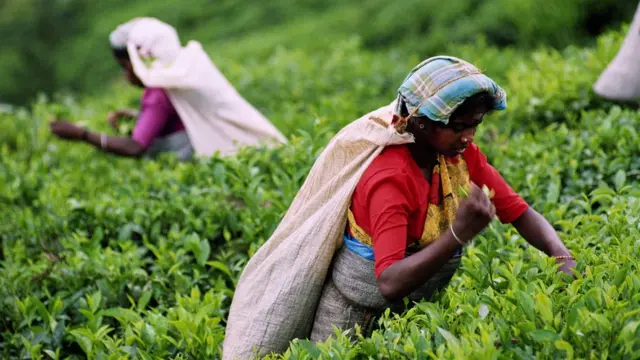 இலங்கை தேயிலைத் தோட்டத் தொழிலாளர்கள்.