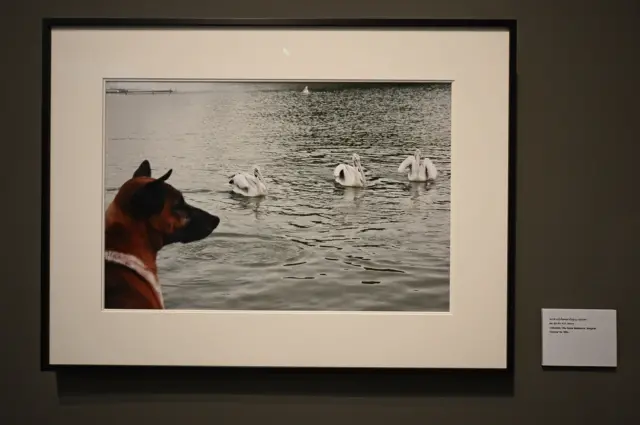 ภาพถ่ายคุณทองแดง สุนัขทรงเลี้ยง ที่พระตำหนักจิตรลดารโหฐาน ฝีพระหัตถ์พระบาทสมเด็จพระปรมินทรมหาภูมิพลอดุลยเดช เมื่อวันที่ 24 ต.ค. 2547