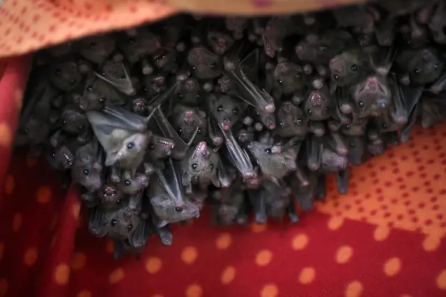 चमगादड़