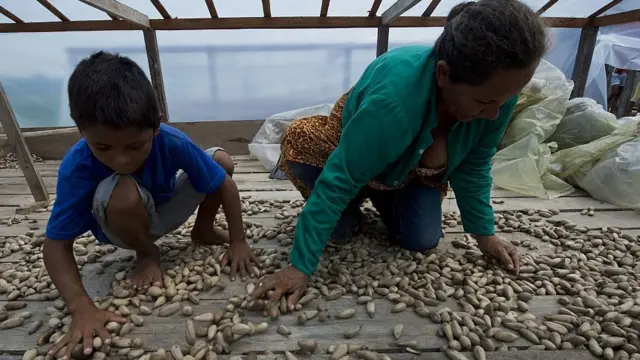 Criança e mãe selecionam castanhaswestern slotmurumuruwestern slotCarauari, no Amazonas