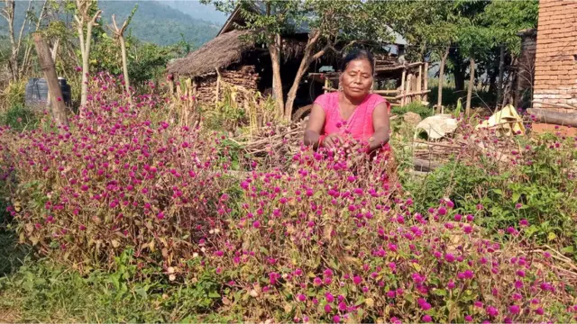 तिहारलाई मखमली फूल टिप्दै पाल्पा रामपुर नगरपालिका-६ स्थित तिलकपुर बस्ने ५६ वर्षीया गिरीमाया कुमाल।