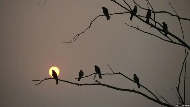 फोन टावर से मरते पक्षी