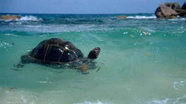 http://www.bbc.com/earth/story/20150519-the-truth-about-giant-tortoises