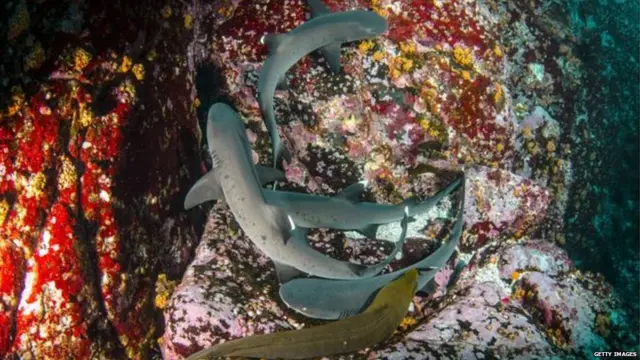 सान बेनेडिक्टो, सोकोर्रो, रोका पार्तिदा आणि क्लॅरिऑन बेटांचा हा समूह आहे.