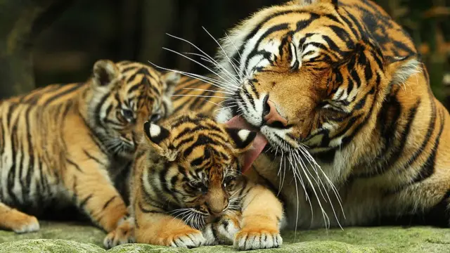 Harimau Sumatra betina dan kedua anaknya.