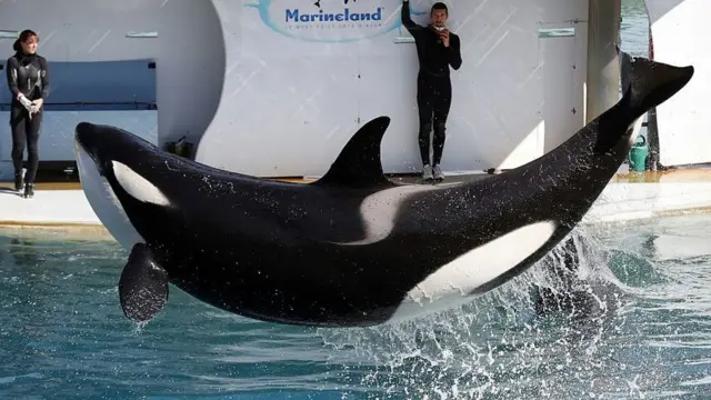 கில்லர் திமிங்கலங்கள்