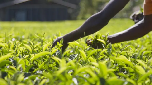 Plantación de té en Kenia