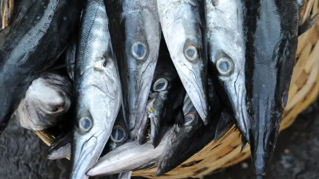 માછલીની નિકાસ