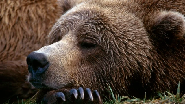 การหลับจำศีลพบได้ในสัตว์เลี้ยงลูกด้วยนมบางชนิด อย่างเช่นหมี ค้างคาว หรือไพรเมตบางสายพันธุ์