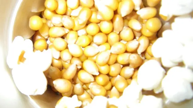 Попкорн взрывается благодаря твердой оболочке и влаге, глубоко спрятанной в каждом зернышке