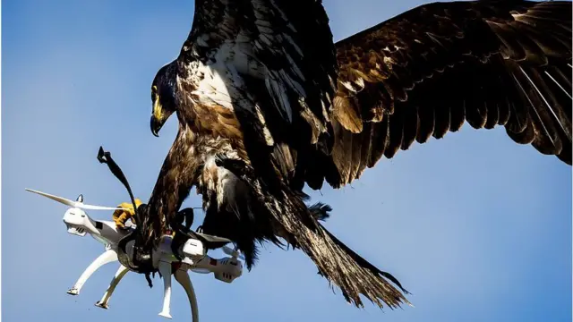 Природа и технологии: орлов в Нидерландах дрессирует орлов, которые после обучения смогут распознавать, перехватывать, а также уничтожать беспилотники.