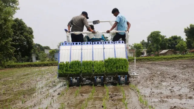 धान रोप्दै