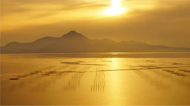 Les origines précises de la renouée du Japon de von Siebold sont inconnues, mais on pense qu'elle a été arrachée des pentes d'un volcan, près de Nagasaki.