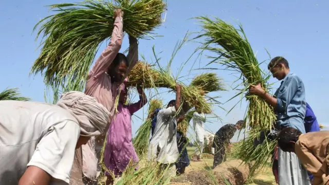لاڑکانہ کسان