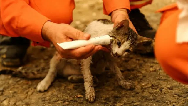 пожежі в туреччині