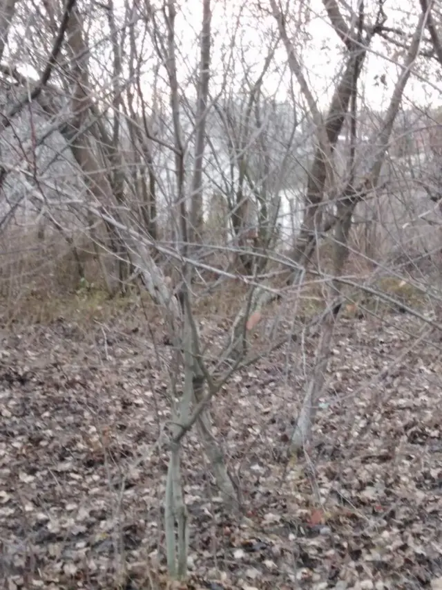 Обнаженные деревья