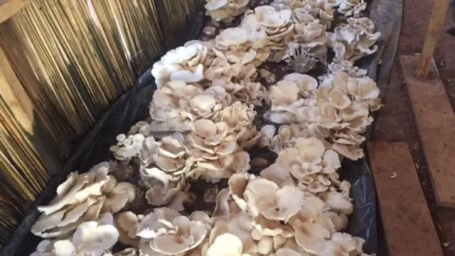 Sehemu ya kiwanda cha bi Niyibaho inatumiwa katika kurutubisha zao la uyoga