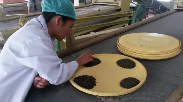 la fábrica de Glenburn Tea Estate en Darjeeling