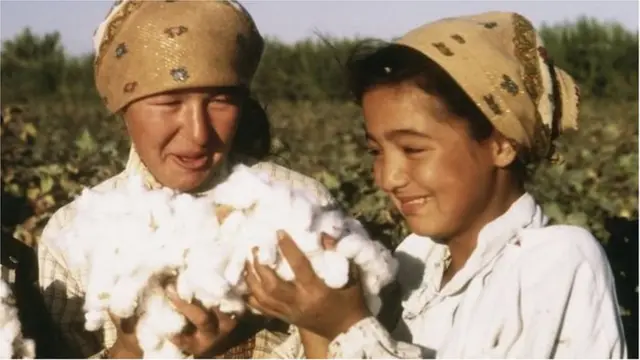 Пахта йиғим-терими