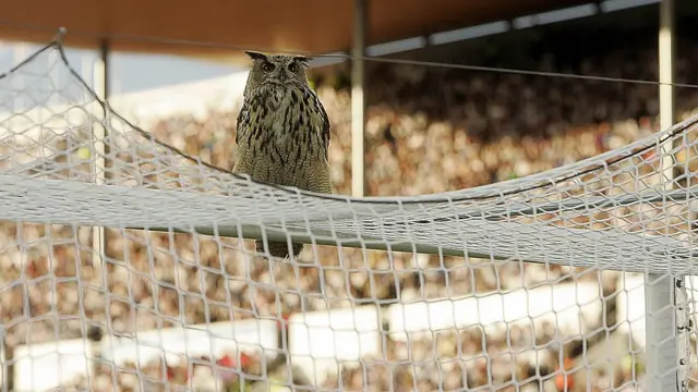 بوبی، شاه جغدی بود که سال ۲۰۰۷ در بازی فنلاند و بلژیک روی تیر دروازه نشست و موجب قطع بازی شد