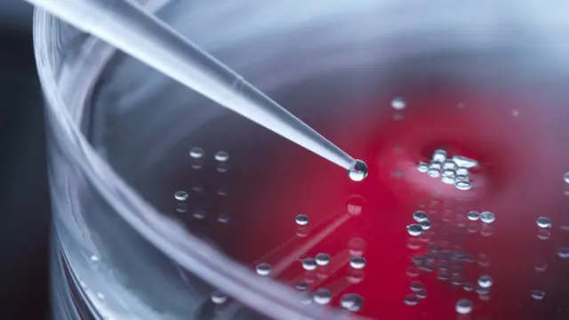 Un disco de Petri